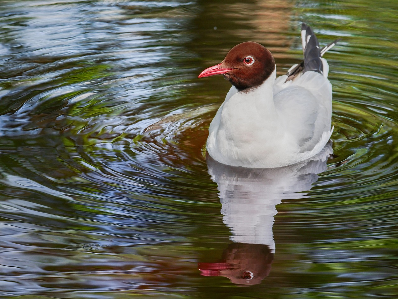 La Mouette Rieuse Oiseau - Photo gratuite sur Pixabay - Pixabay