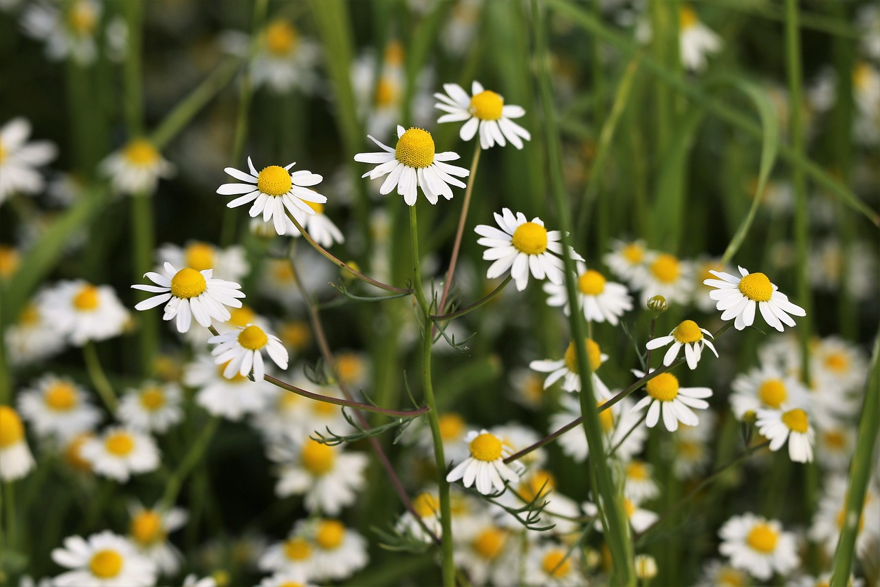 Matricaria Chamomilla