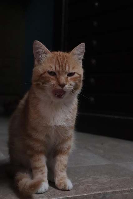 Animales, Gatos, Gatito, Mascota