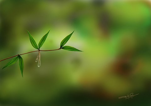 Free Grass Greenery photo and picture