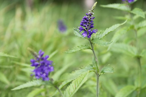 Lupine, Blume, Flora, Lila