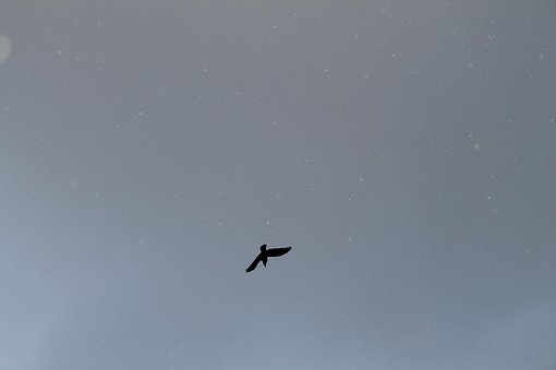 Vogel, Silhouette, Flug