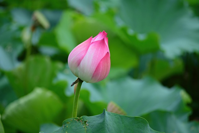 Lotus Blomst, Blade, Grøn, Lyserød, Have