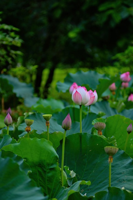 Lotus Blomst, Blade, Grøn, Lyserød, Have