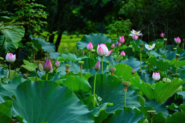 Lotus Blomst, Blade, Grøn, Lyserød, Have