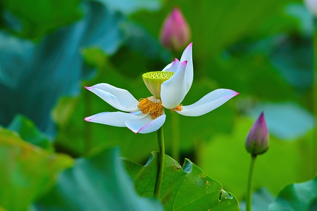 Lotus Blomst, Blade, Grøn, Lyserød, Have