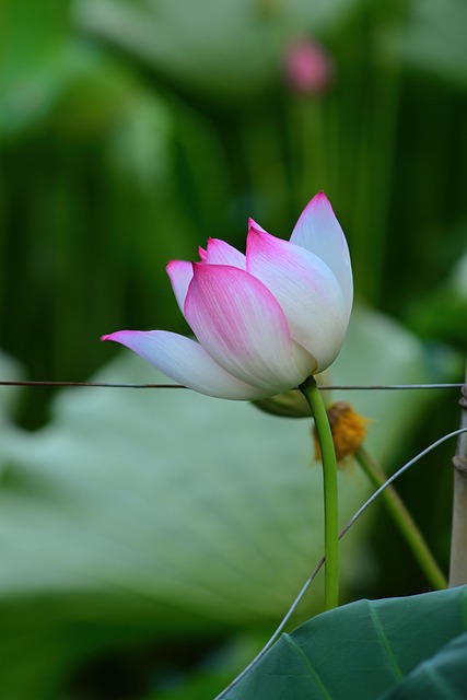 Lotus Blomst, Blade, Grøn, Lyserød, Have