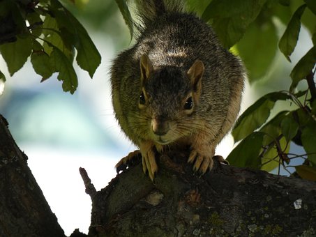 Tierwelt, Eichhörnchen, Nagetier, Natur