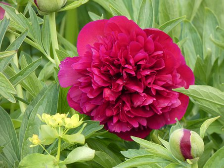 Pfingstrose, Blume, Blüte, Rosa, Natur