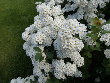 Säuglingsatem, Blume, Flora, Blüte, Weiß