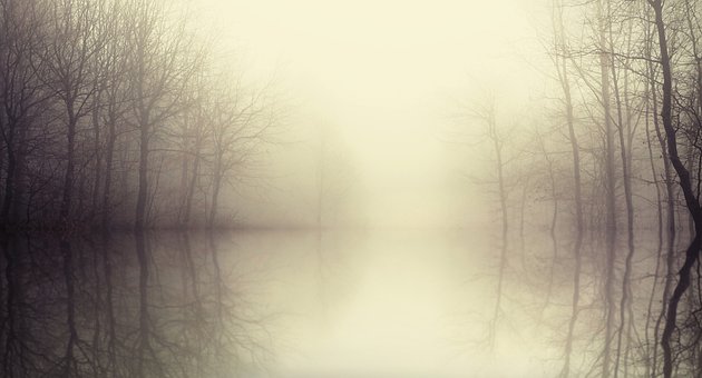 Free Nature Forest illustration and picture