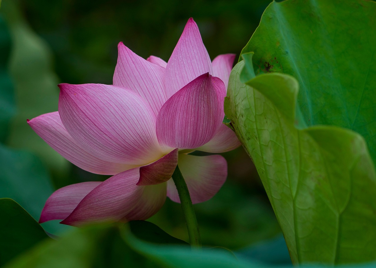 Loto Flor Rosa De - Foto gratis en Pixabay - Pixabay