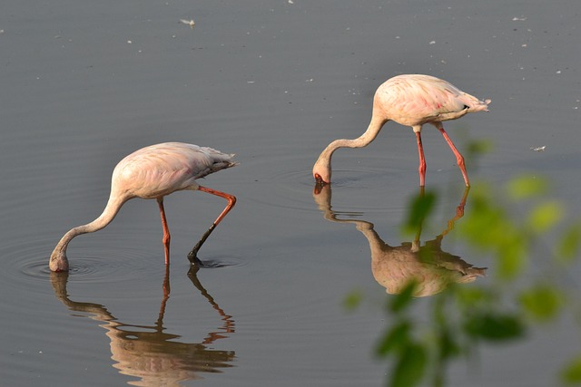 Free Flamingoes Seawoods photo and picture