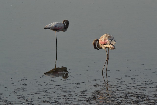 Free Flamingoes Lesser photo and picture