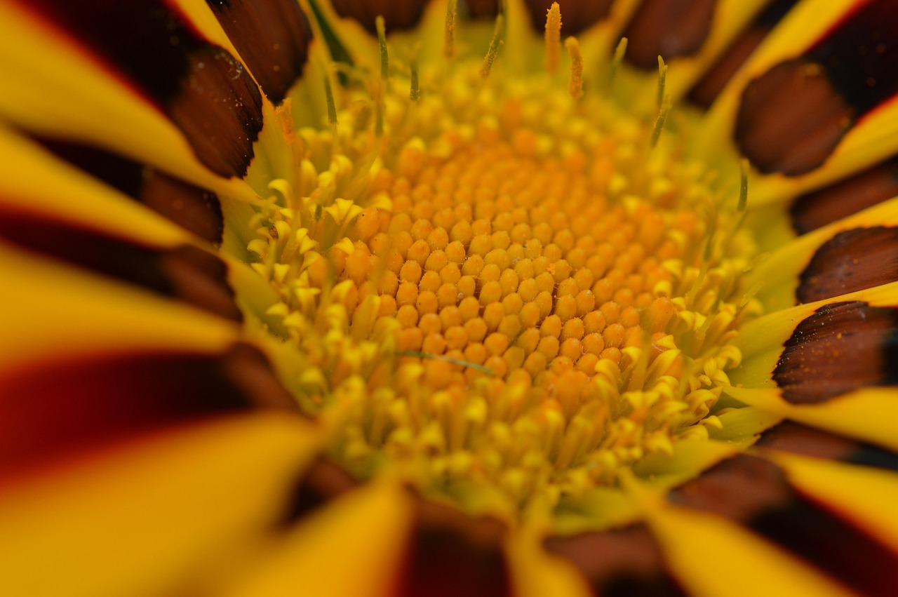Petals Pollen Flower Free photo on Pixabay Pixabay