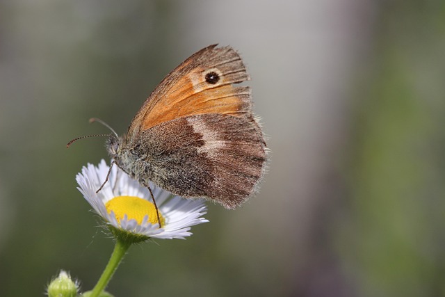 Mariposa, Flor, Polen, Polinizar