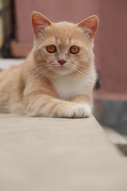Gato, Gatito, Mascota, Gato Joven