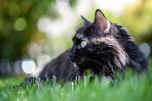 Katze, Tier, Garten, Natur