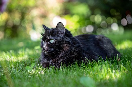 Katze, Garten, Rasen, Natur, Gras, Bokeh
