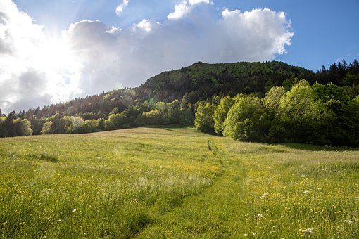 Berg, Bäume, Gras, Feld, Wiese, Grasland