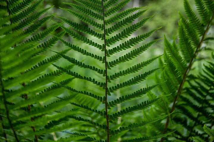 7以上の無料trava シダ画像 Pixabay