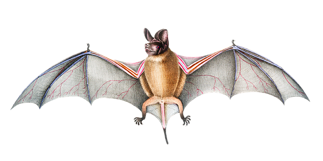 Free bat animal mammal illustration