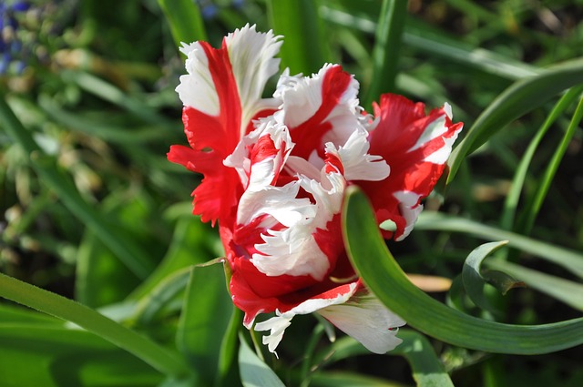 Free Flower Nature photo and picture