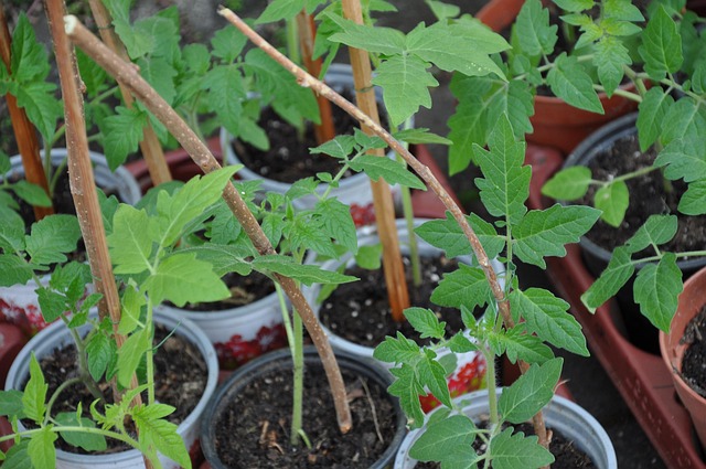 Free Tomato Shrub photo and picture