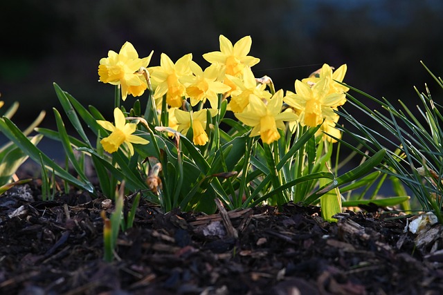 Free Easter Bells Garden photo and picture