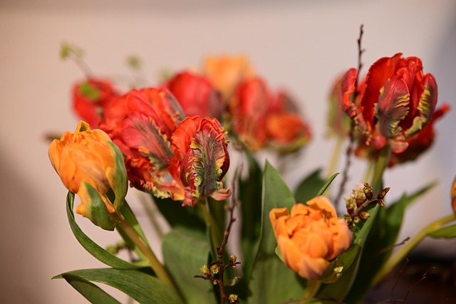 Free Tulip Ostrich photo and picture