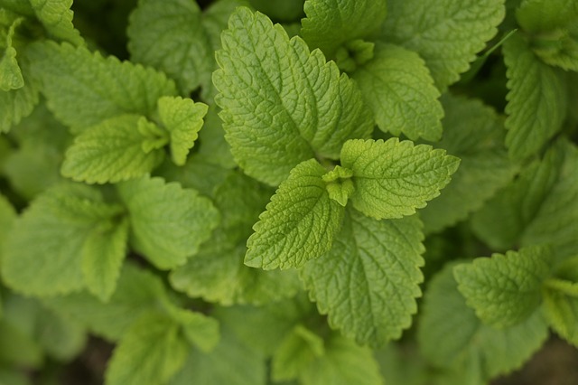 Free Mint Garden photo and picture