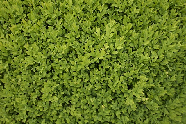 Free Boxwood Garden photo and picture