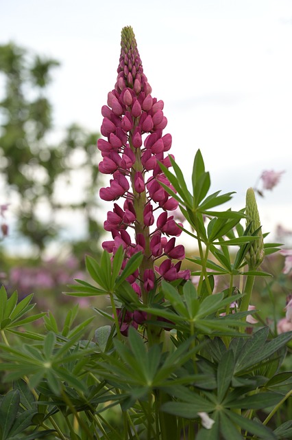 Free Lupine Garden photo and picture
