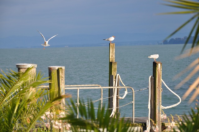 Free Lake Gull photo and picture