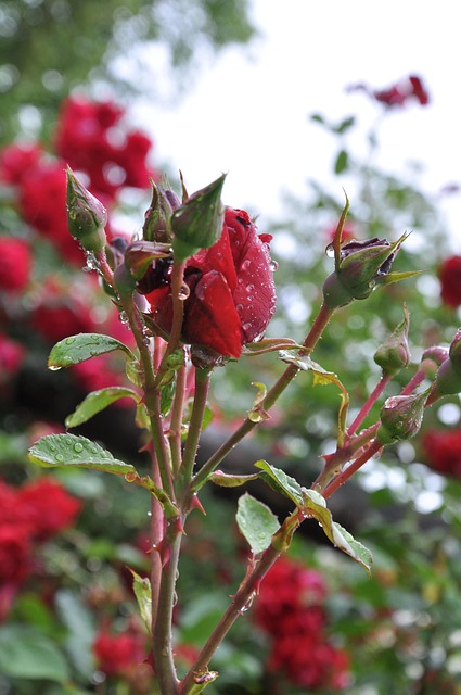 Free Rose Shrub photo and picture