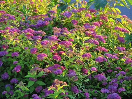 Free Flowers Garden photo and picture