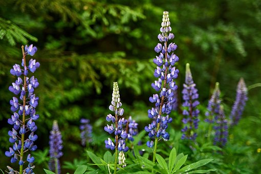 Free Lupins Flower photo and picture