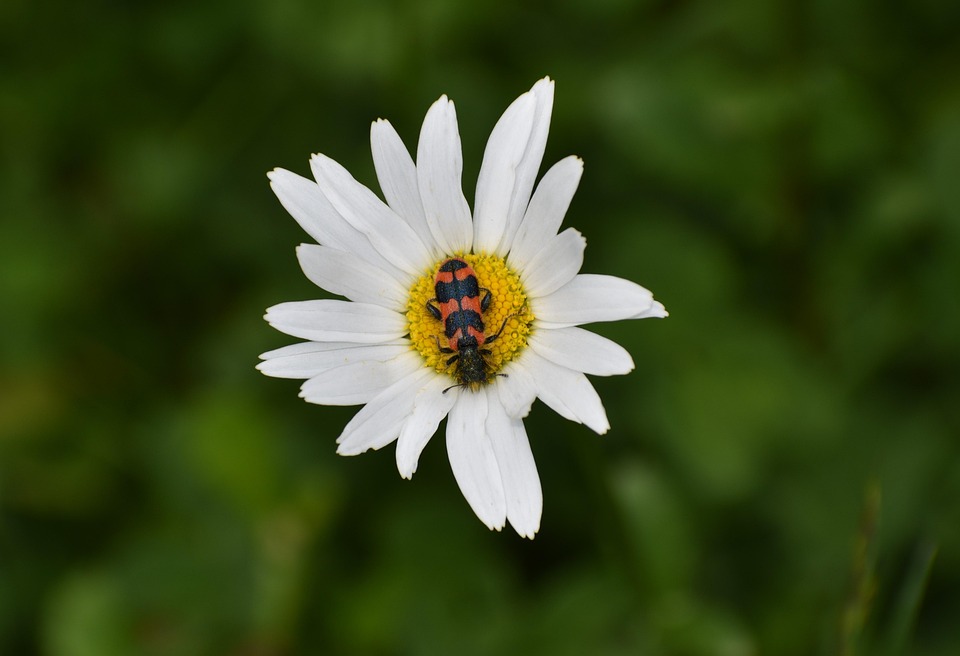 Marguerite Beetle Natur Blomma - Gratis foto på Pixabay - Pixabay