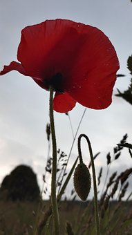 Free Poppy Seed Flower photo and picture