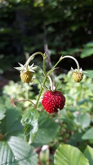 Free Wild Strawberry Forest photo and picture