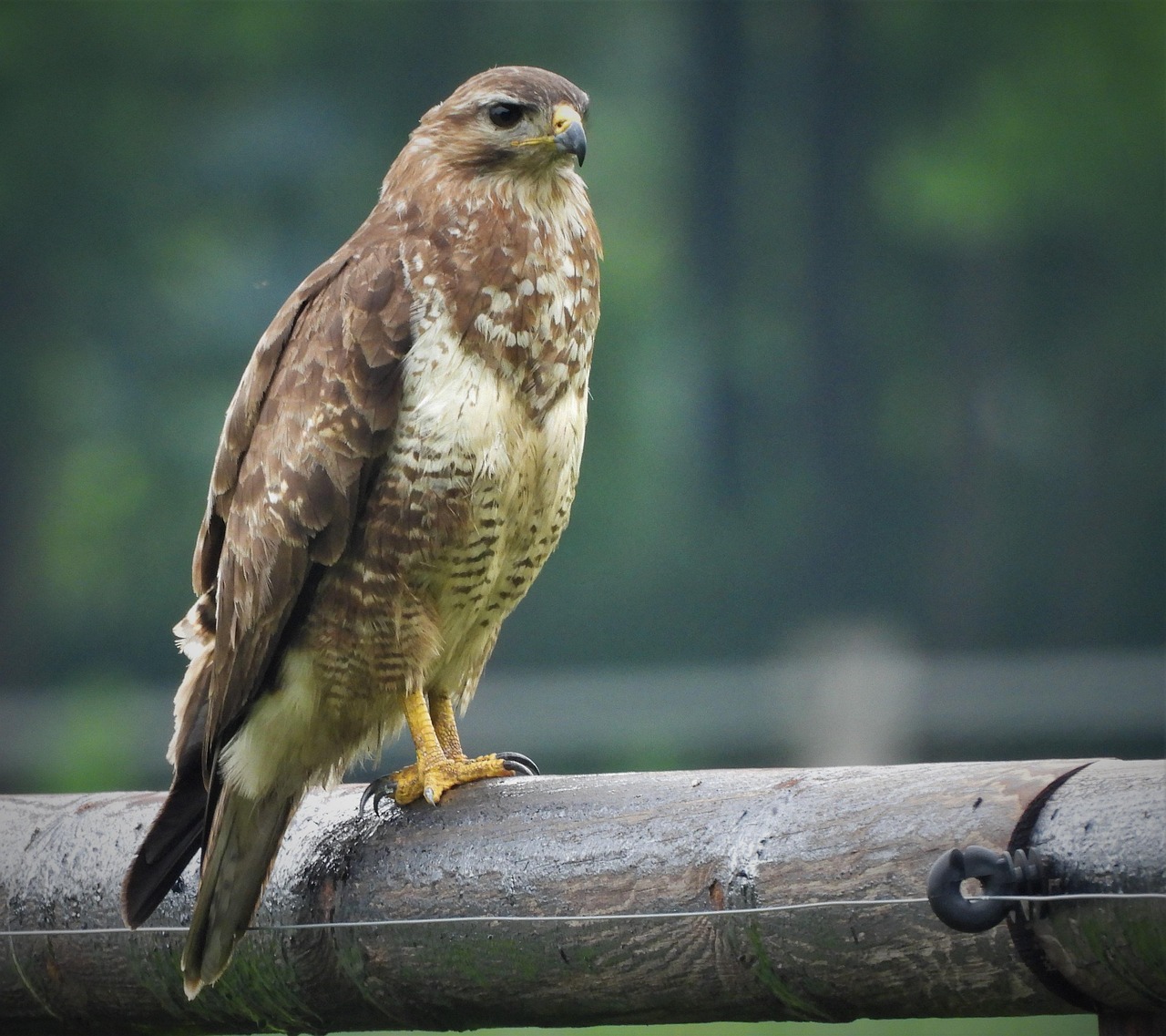 Common Buzzard Bird Facts Buteo Buteo Bird Fact Otemoto