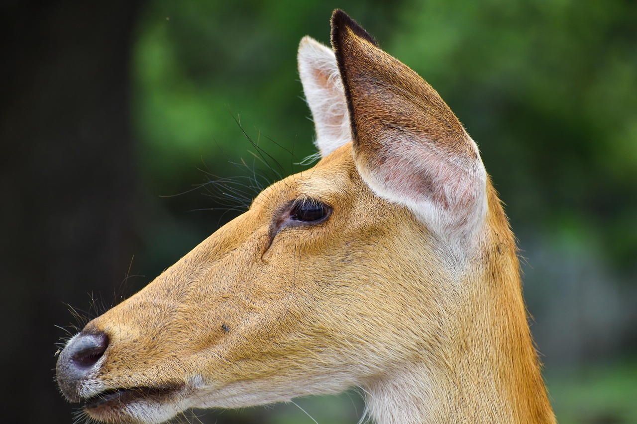 Cerf Oreilles Animal Photo gratuite sur Pixabay Pixabay