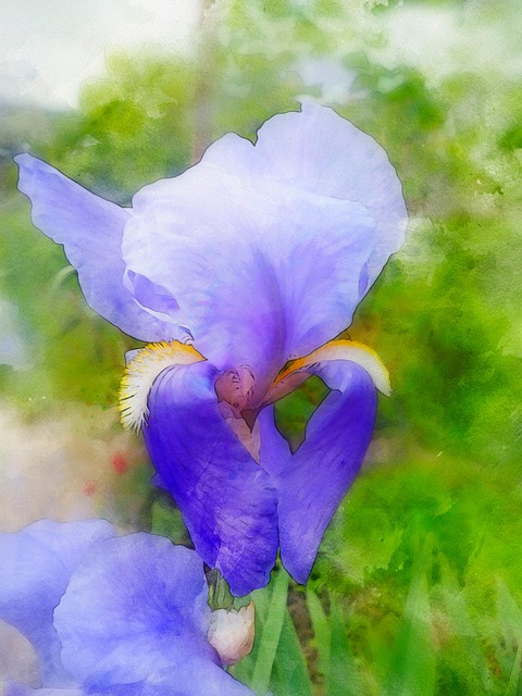 Íris, Flor, Aquarela, Flor Roxa