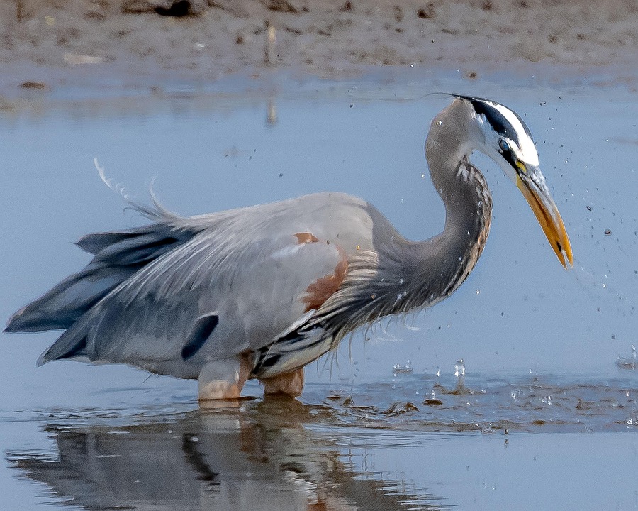 オオアオサギ サギ 鳥 - Pixabayの無料写真 - Pixabay