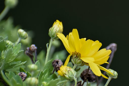Free Flower Plant photo and picture