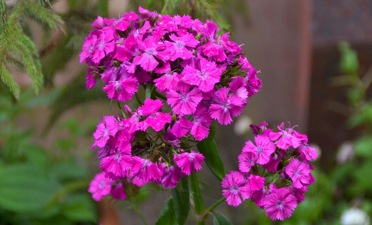 Flowers Beauty Spring Free photo on Pixabay Pixabay