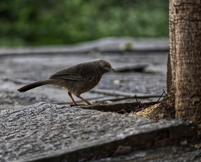 Free Bird Nature photo and picture