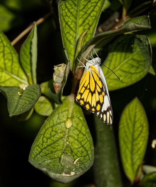 Free Pioneer White Butterfly Butterfly photo and picture
