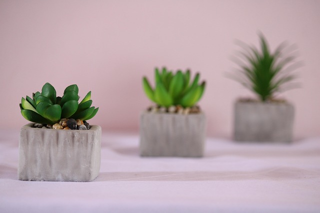 Free Succulent Plant photo and picture