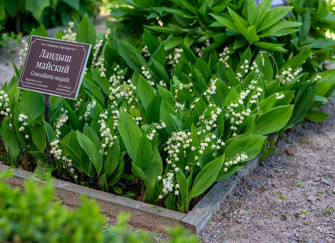 Lily Of The Valley Flowers Garden - Free photo on Pixabay - Pixabay
